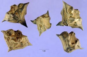 Water Chestnut Seed Pods with Sharp Points