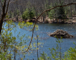 Beaver Lodge in Clamshell Pond