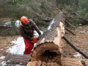 A volunteer in safety chaps and forestry helmet cutting a downed tree with a chainsaw