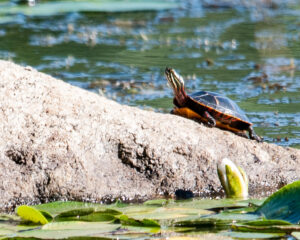 Eastern Painted Turtle on a rock in Clamshell Pond