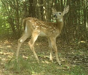 A young fawn with sports