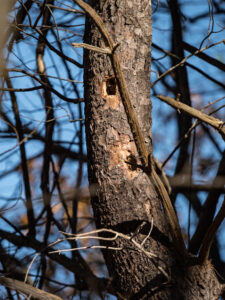 A Tree Drilled with large Woodpecker Holes