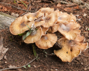 Cluster of large brown fungi growing on a log in the forest