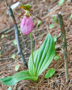 A Pink Lady Slipper on the Forest Floor