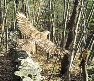 A Red Tail Hawk Flying Through the Forest