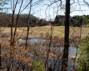 A wet, marshy area at the edge of a grassland viewed through trees from the forest edge.