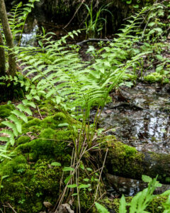 Tall ferns standing at mossy edge of a shallow wetland