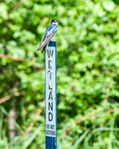 A bright blue and white tree swallow sits on a wetland perimeter marker