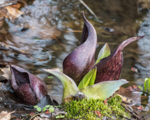 Young purple skunk cabbage emerging in springtime wetland.