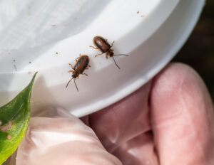 Close-up of tiny Loosestrife Eating beetles.