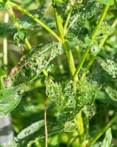Desired damage to Purple Loosestrife leaves, eaten by beetles.