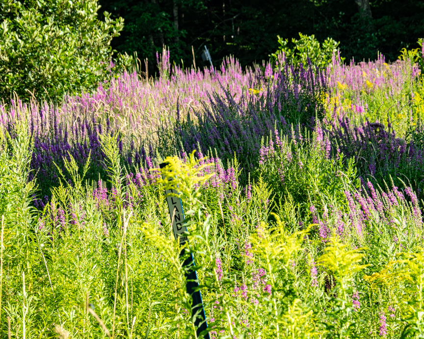 Invasive Purple Loosestrife taking over a Rauscher Farm wetland.