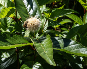 Bumblebee on Button Bush Flower