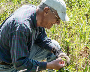 A volunteer transferring beetles to Loosestrife plants.