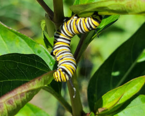 Monarch Caterpillar on plant in pollinator nursery
