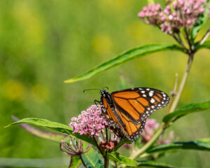 Monarch in Pollinator Nursery