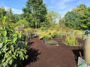 The pollinator nursery with plants and a fresh layer of mulch.