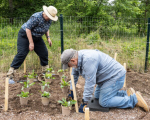 Volunteers planting in pollinator nursery