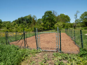 Planting site cleared, fenced, and mulched