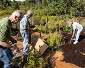 Putting down a new layer of mulch between plants.