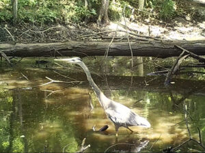 A Blue Heron wading in a stream.