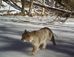 A bobcat walking on a frozen stream on Rauscher Farm.