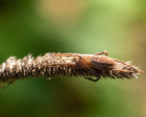 A brown nursery spider, nearly camouflaged, stretched along a brown grass seed head