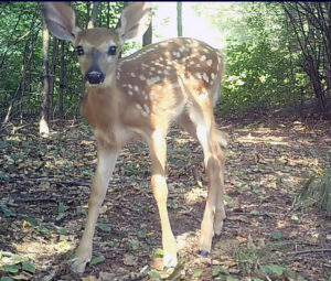 A young fawn with white spots looking at the camera.