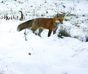 A Fox on alert standing in the snow