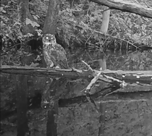 A Great Horned Owl perched on a log over a stream.