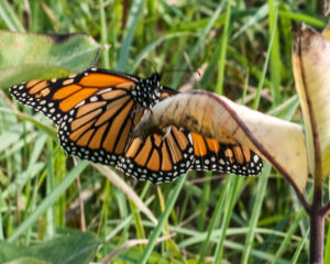 Monarch Butterfly flying close above grass