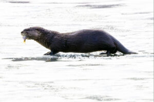 An otter with a small fish in its mouth.