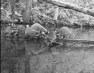 A Raccoon family with an adult and four kits on a log exploring a stream.