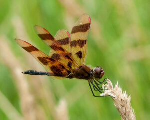 Closeup of a dragonfly with brown and yellow striped wings perched on the seed head of a tall stem of field grass