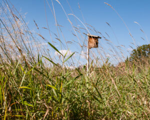 A bluebird nesting box on a tall post seen through a foregrounds of tall grass stems with blue sky and clouds in the background