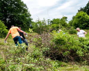 A group of four volunteers cutting and tugging to remove a tangle of invasive multiflora rose bushes