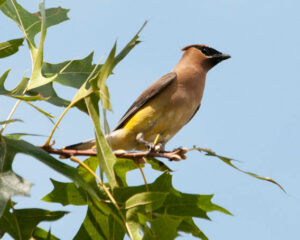 A Cedar Waxwing perched on the edge of an oak three branch in front of a bright blue cloudless sky