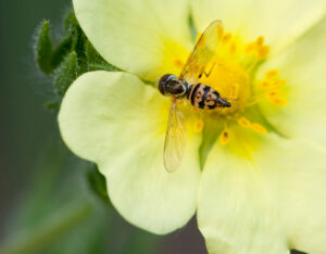 Closeup of a tiny striped hoverfly on a bright yellow flower