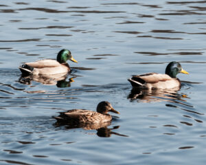Three Mallard ducks swimming close together in Clamshell Pond.