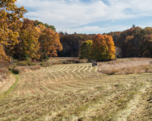 A recently mowed field with neat rows of cut grass.