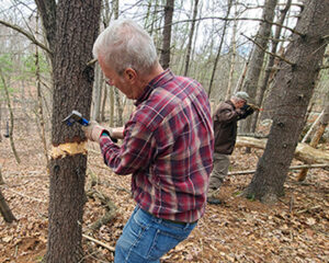 Two volunteers chopping a ring of bark to girdle a white pine tree.