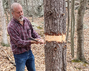A volunteer chopping a ring of bark to girdle a white pine tree.